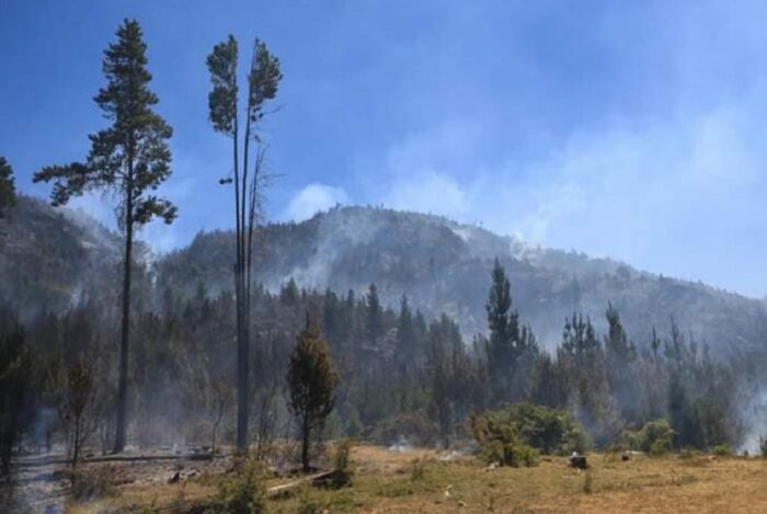 El incendio en el Parque Nacional Los Alerces está controlado