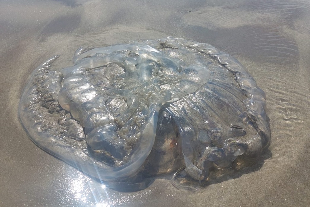 Encontraron Medusas Gigantes En La Orilla De La Playa